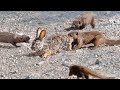 Mongooses Tear Baby Hare Apart