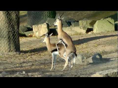 Thomson-Gazelle Paarungsversuche