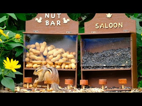 Nut Bar & Saloon Feeder Featuring Chipmunks, Jays and Squirrels - August 31, 2021