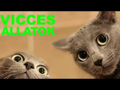 , title : '😸 VICCES ÁLLATOK #4 - 2018 - próbálj meg nem nevetni vagy mosolyogni - vicces macskák 2018😸'
