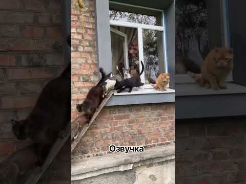 Скільки їх там?😅