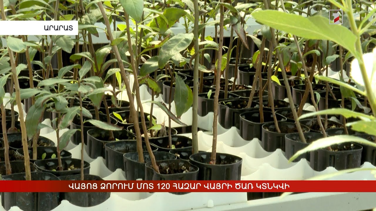 Վայոց ձորում մոտ 120 հազար վայրի ծառ կտնկվի