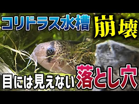 水槽の水が凍らないようにするにはどうすればよいですか?冬に幸せな鳥を育てるための簡単なヒント  庭園