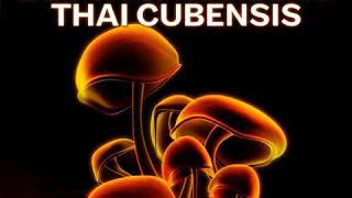 Butch, Hohberg  - Thai Cubensis (Vinly Speed Adjust Remix)