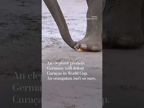 An elephant predicts Germany will defeat Curaçao in World Cup. An orangutan isn’t so sure.