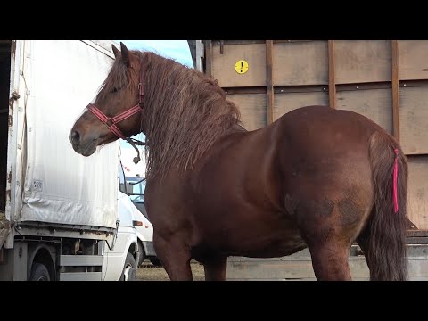 Targul de cai de la Mediesu Aurit, Satu Mare - 2022 Nou!!!