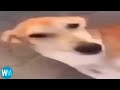 Top 5 Low Quality Video