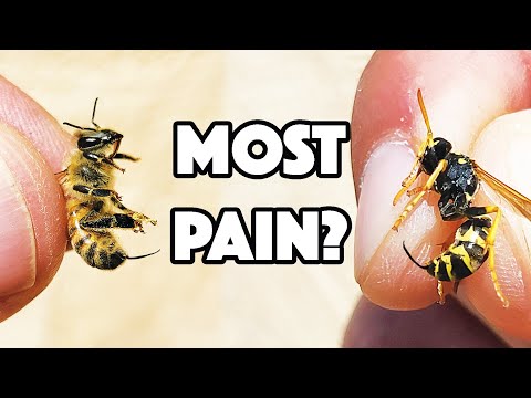YouTube video about Hornets and Their Sting: How Much Can It Hurt?