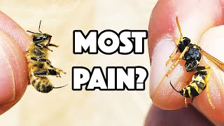 WASP STING Vs BEE STING! Which hurt WORST?!