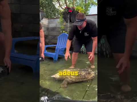 Essa tartaruga de 100 anos só queria nadar no lago!