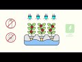 Team Hydro - What is Hydroponic farming