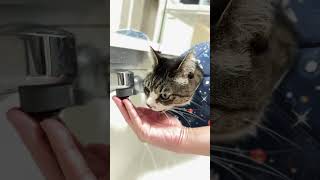 い〜い飲みっぷりの猫