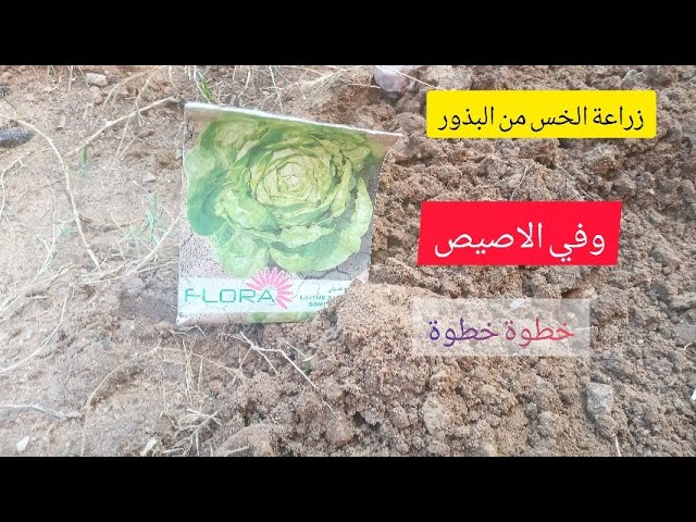 كيف تزرع النعناع من البذور