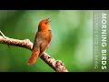 24 Hours Of Beautiful Birds No Music Relaxing Nature Sounds Chirping Birds