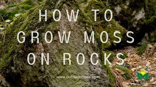 How to Grow Moss on Rocks and Impress Your Friends (or Enemies)