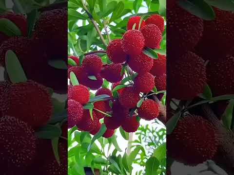 ワインベリー 植物