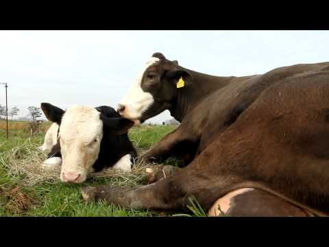 Gisela und Kalb Mattis