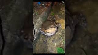 Download lagu Katak Panggil Hujan mp3 Download lagu Katak Panggil Hujan mp3