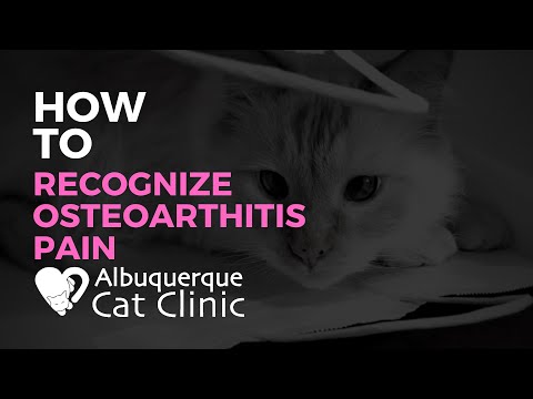 How to recognize Feline Osteoarthritis (OA) Pain in your cat