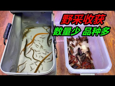 養魚的人