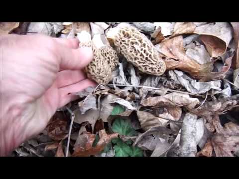 Morel Mushroom Guide