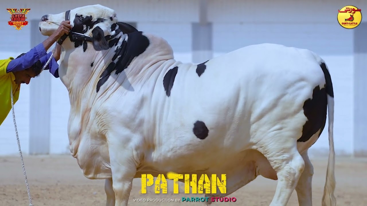 SURTI SEASON 2026 TRAILER