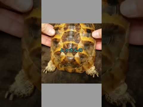 【リクガメ 、ギリシャリクガメ 、tortoise、turtle 】ムゥさんの亀タク　Ms. Muu's body print.