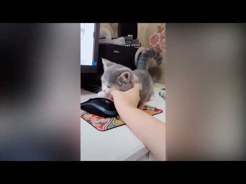Baby gattini compilation tiktok carina e divertente di video di gatti hd #3  2021