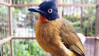 Download lagu SUARA PIKAT BURUNG KUTILANG EMAS GACOR  mp3