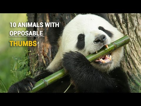 親指が反対側にある信じられないほどの動物 10 匹 – 珍しい！