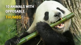 10 Incredible Animals With Opposable Thumbs - RARE!