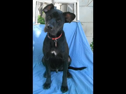 Radar, an adopted Black Labrador Retriever & Bull Terrier Mix in Wallis, TX_image-1