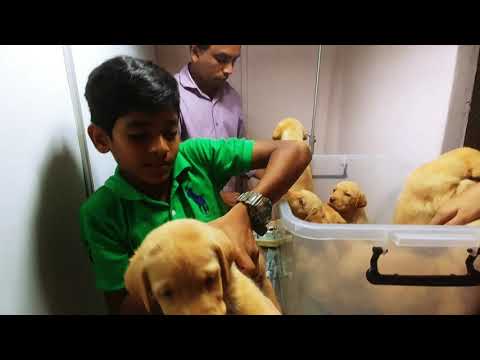 Labrador Puppies first vaccine dr. Jagath... And nurse surindi and male nurse kalindu.. 😁