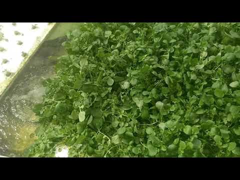 The Easiest Plant to Grow in Aquaponics, Water Cress