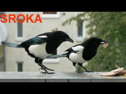 Sroka złodziejka Ptaki.Elster 🕊  🕊 16