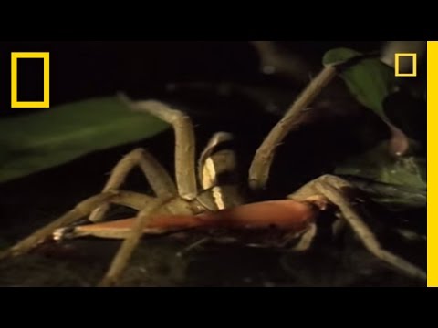 Fishing Spider vs. Frog | National Geographic