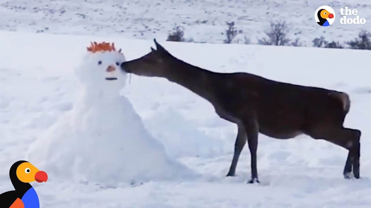 Deer Meets Snowman And Devours Him | The Dodo