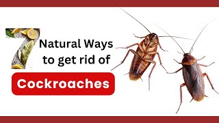 How to Get Rid of Cockroaches Fast! 7 Natural Methods