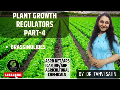 White brassinolide technical powder 99%, bag, 1 kg