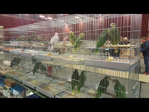 سوق الطيور هولندا  2018 Zwolle vogelmarkt