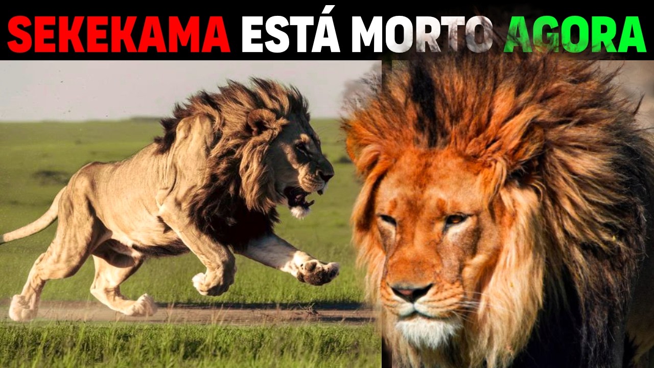 Sekekama - AFRICA'S STRONGEST Lion dies in EPIC battle 😭