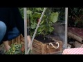 Harmony serre 185x247x208 cm polycarbonaat | video 1
