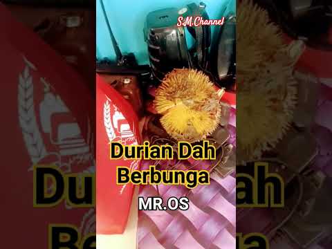 Durian Dah Berbunga - Mr.Os