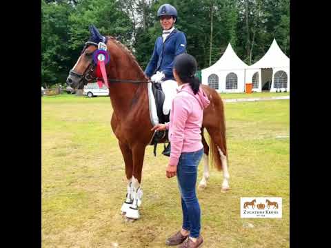 Reitponyhengst Dayton v. Davenport II auf dem Landeschampionat 2022