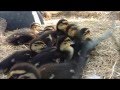 Rouen Ducklings