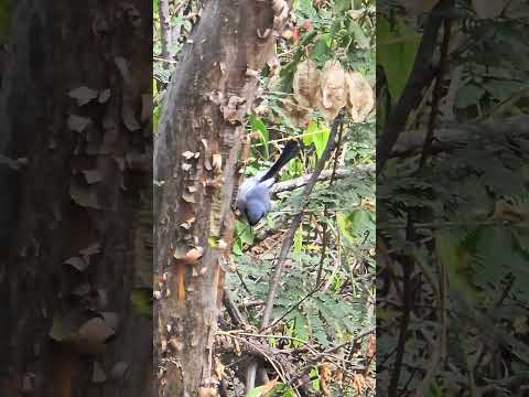 Tacuarita azul (Polioptila dumicola) Sendero Chaqueño, Gral. Pizarro Anta Salta. 29-7-26