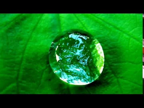 Free World Fantasy - Blaskapelle Meeder