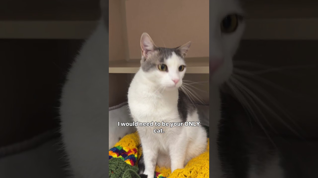 Enlarge Kerouac, a Adoptable Domestic Short Hair in Pagosa Springs, CO video 5/5