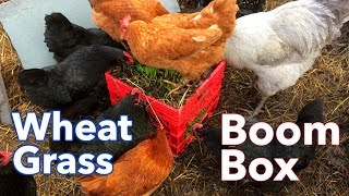 Wheat Grass Boom Box!