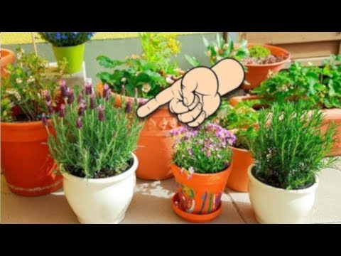 Włosy leczenie przepis łopianu Maska do włosów Vatika Naturals